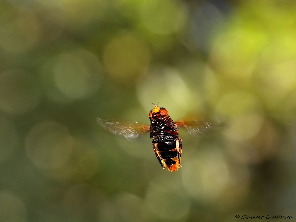 Volucella zonaria